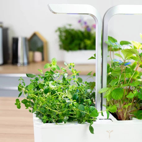 Véritable Lingot Oregano - Organic